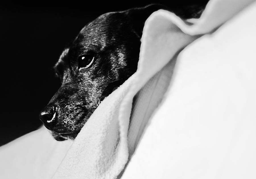 Dog Photograph - A dogs life by Chris  Arnold
