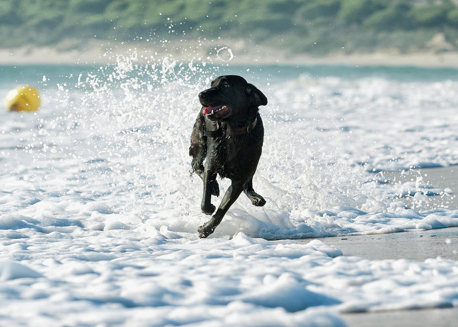 Ball Photograph - A Dog Running In The Tide Along A Beach by Ben Welsh / Design Pics
