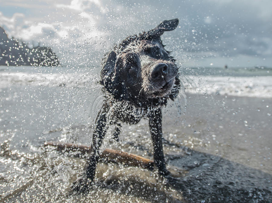 Beach Photograph - A Dog Shakes Off After Swimming by Alasdair Turner