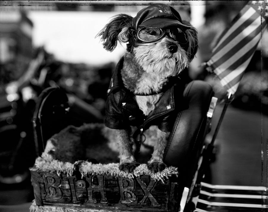 Dog Photograph - A Dog Wears A Custom Leather Jacket by Jay L. Clendenin