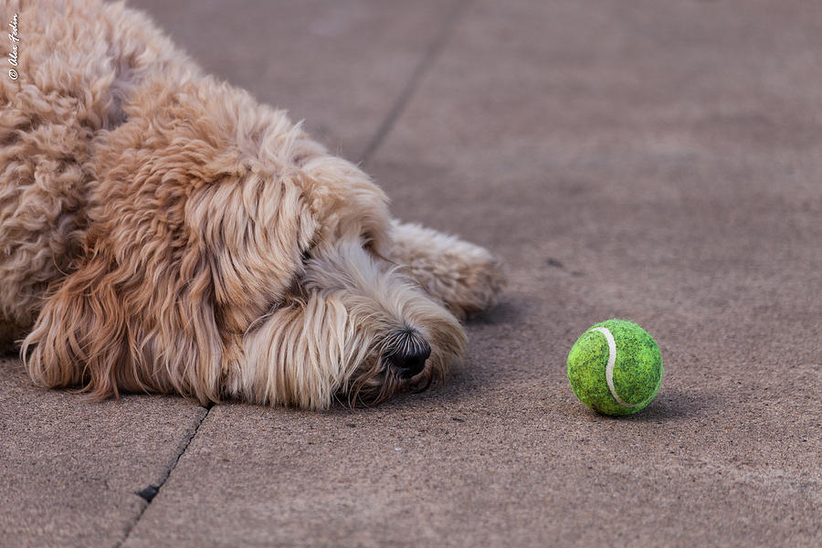A Dog with the Green Ball Photograph by Alexander Fedin