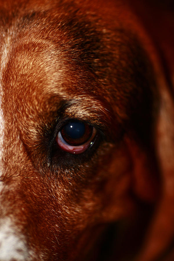 A Dogs Eye Photograph by Stephen Brown - Fine Art America