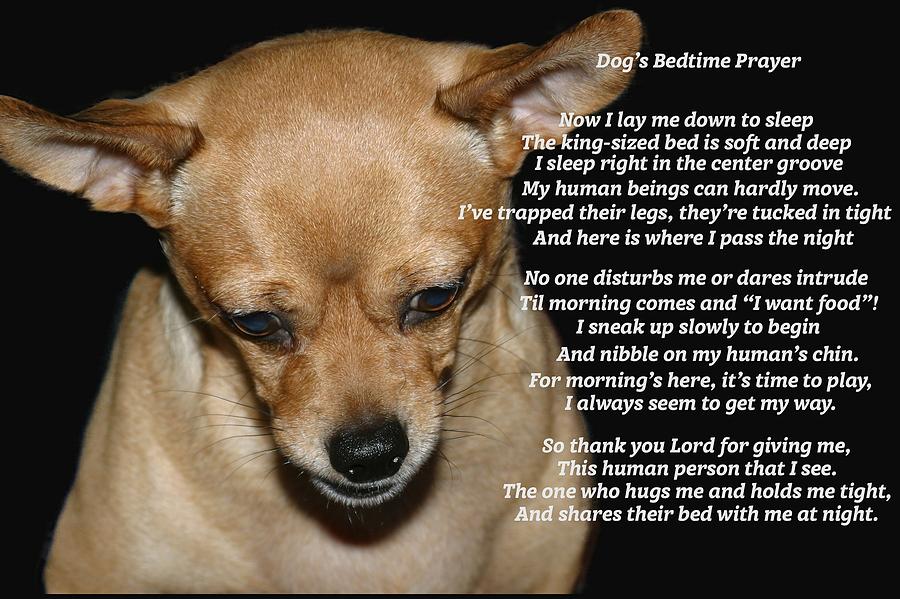 Молитва за собаку