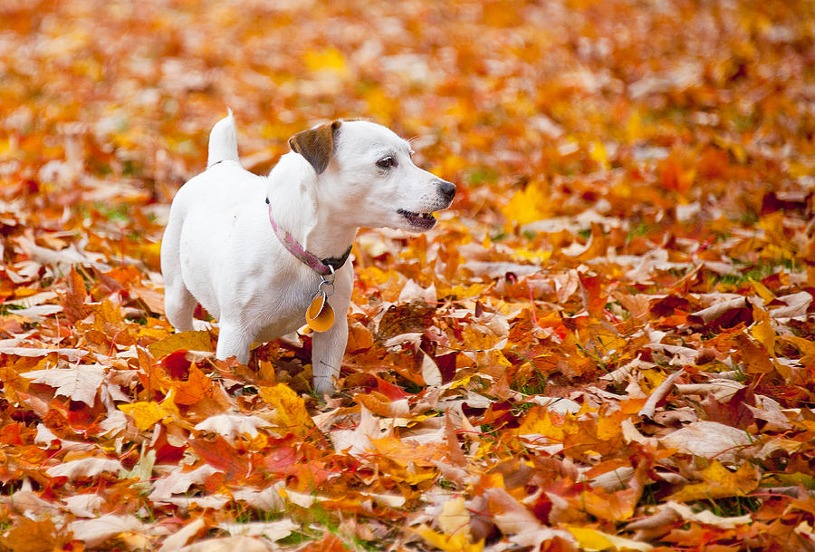 A Dogs View of Fall Photograph by Gordon Ripley