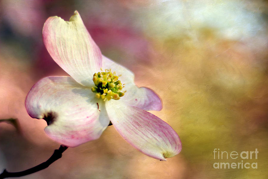 Flower Photograph - A Dogwood Bloom by Darren Fisher