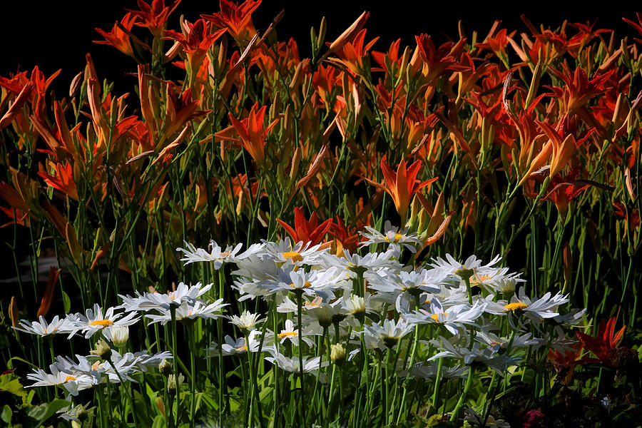 A Dollop Of Daisies Photograph by Donna Kennedy