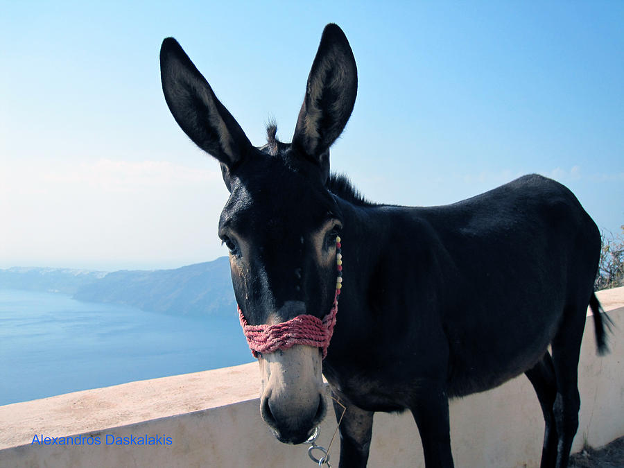 A Donkey  in Santorini Photograph by Alexandros Daskalakis