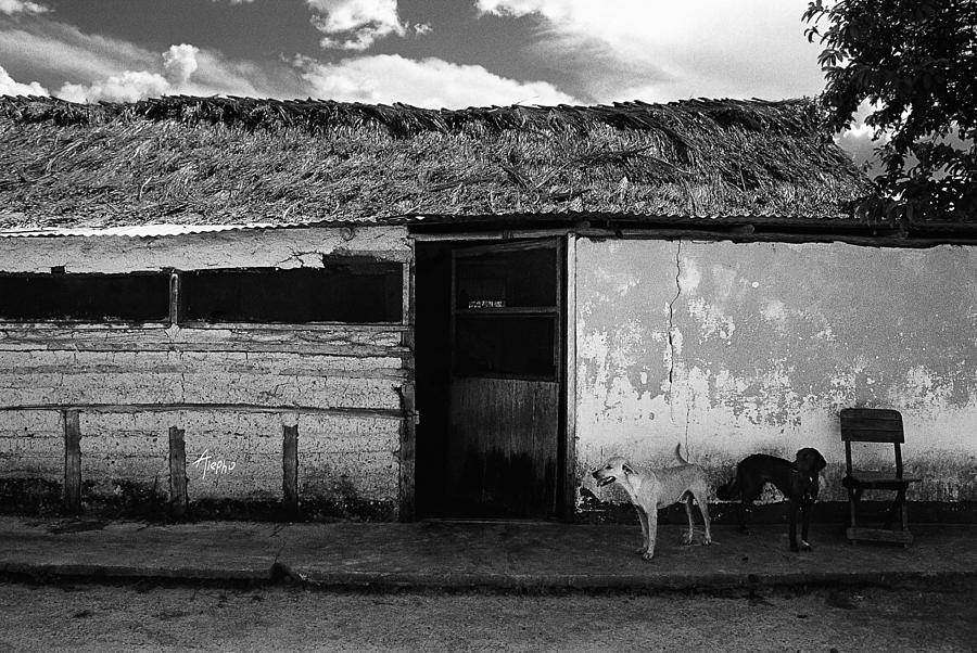 Dog Photograph - A dos aguas - Gabled by Alepho