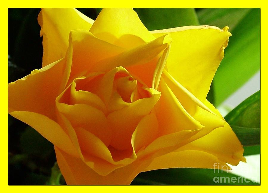 Daffodils Photograph - A Double Trumpet Daffodil by Joan-Violet Stretch
