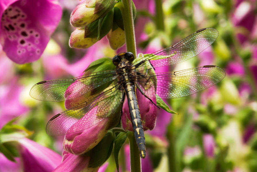 Nature Photograph - A Dragon Fly Resting In A Forest of Foxgloves by Thomas Pettengill