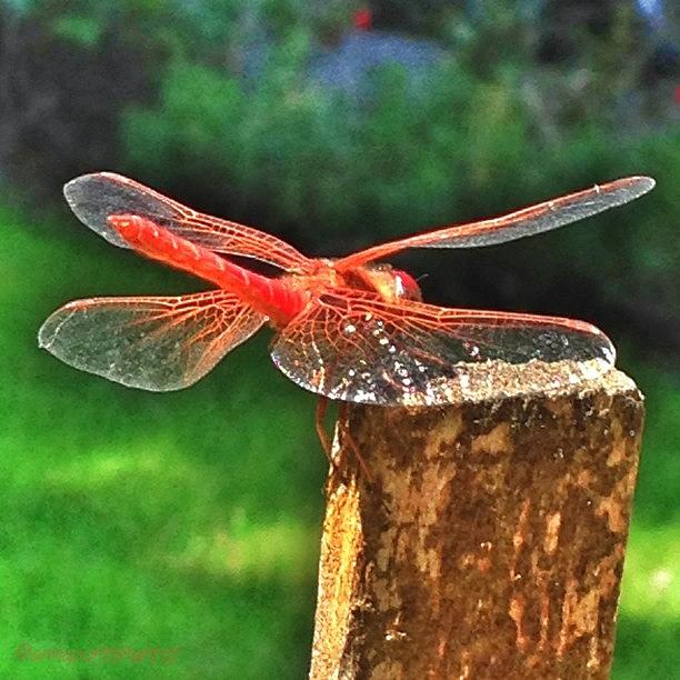 Nature Photograph - A Dragonfly Came By For A Visit Today! by Anna Porter