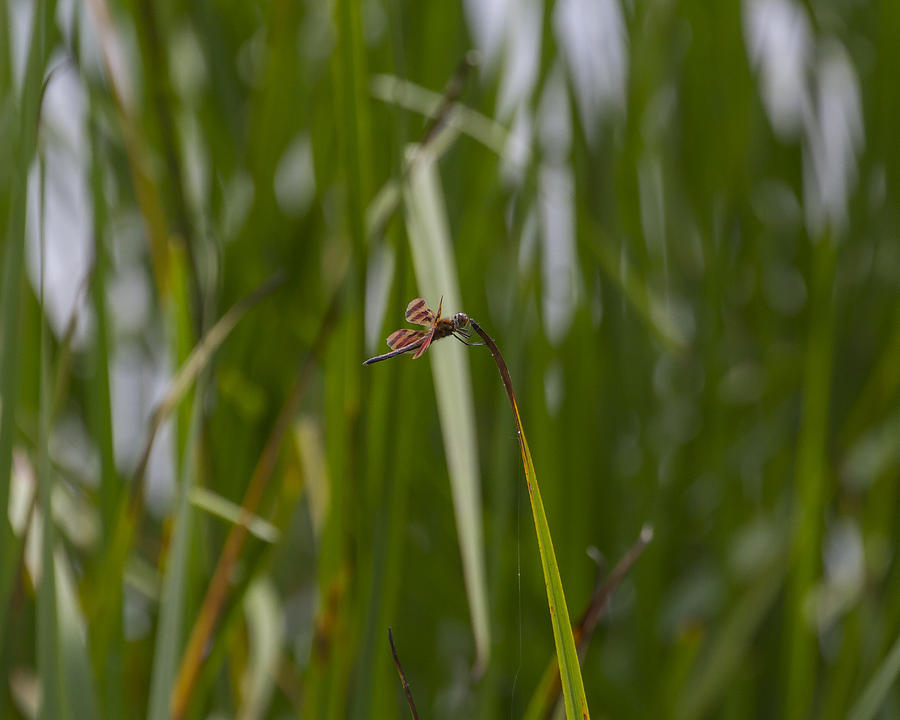 a Dragonfly Photograph