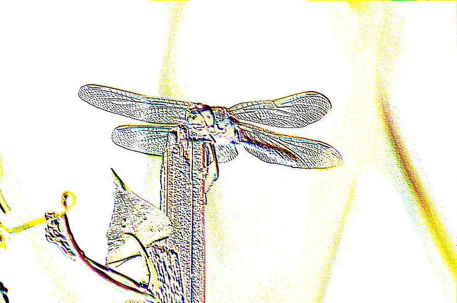 Insects Photograph - A Dragonfly In My Dreams by Jeff Swan