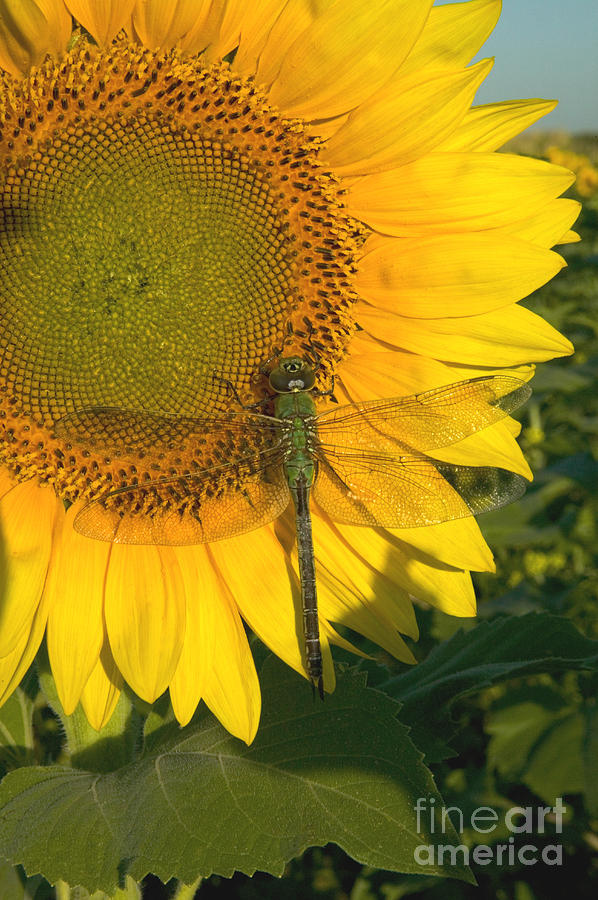 A Dragonfly Rests On A Sunflower Photograph by Inga Spence