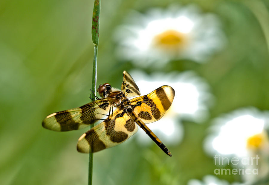 A Dragonflys Life Photograph by Cheryl Baxter
