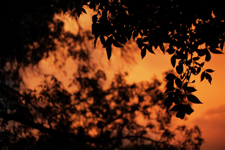A Dramatic Orange Sky At Sunset Photograph by Greg Huszar
