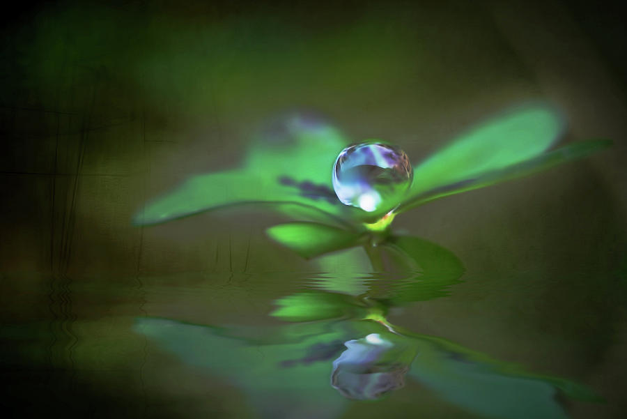 A Dream Of Green Photograph by Kym Clarke