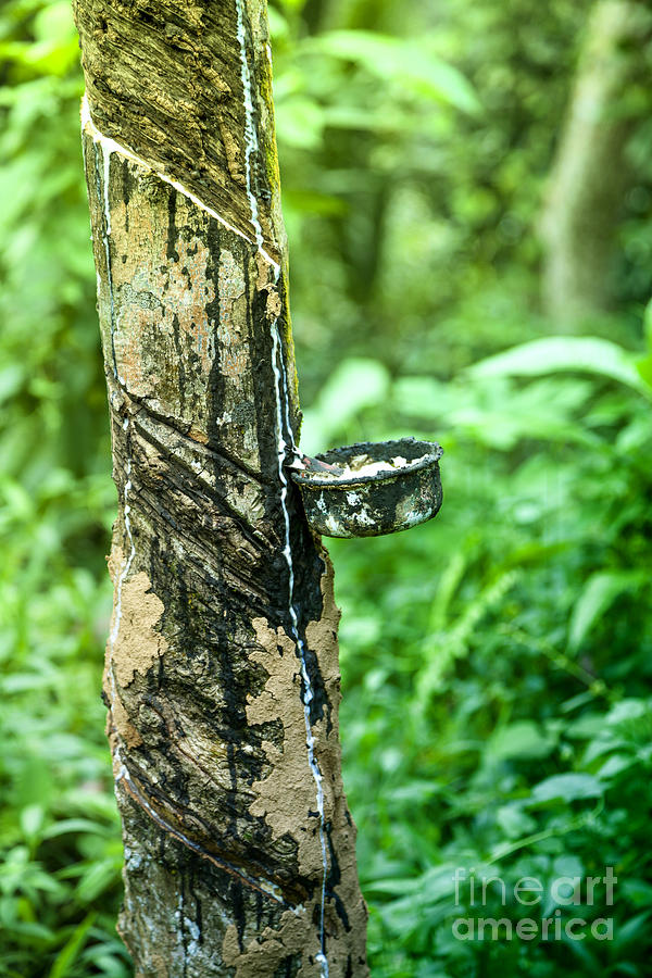 A drip pan on a rubber tree Photograph by Gina Koch