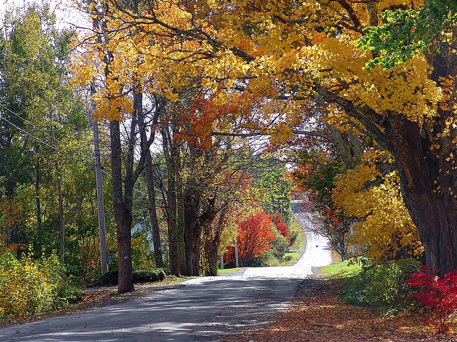 Tree Mixed Media - A Drive Through Autumn Beauty by Janet Ashworth