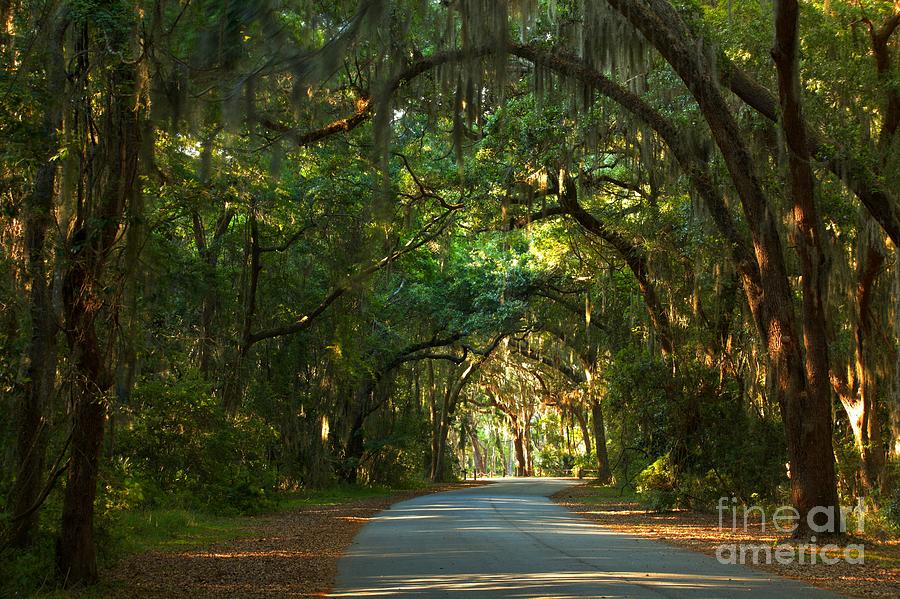Jekyll Island Photograph - A Drive Through The Oaks by Adam Jewell