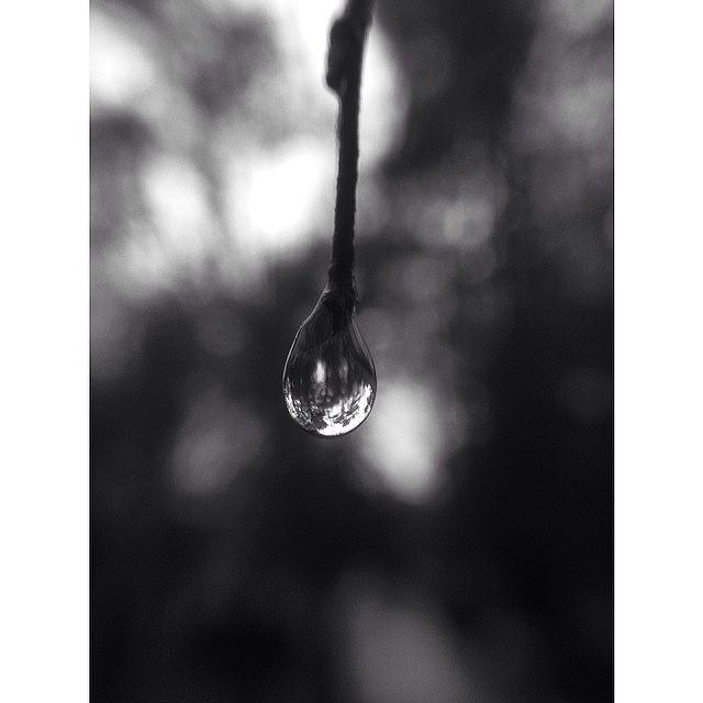 Nature Photograph - A Drop Hanging Onto A Branch #nature by Evan Hilton