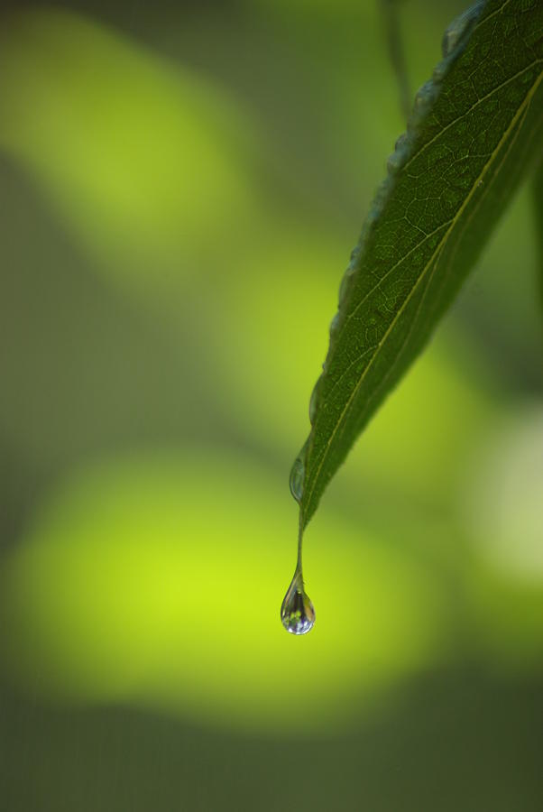 Drop Photograph - A Drop Of Green by Don Bendickson