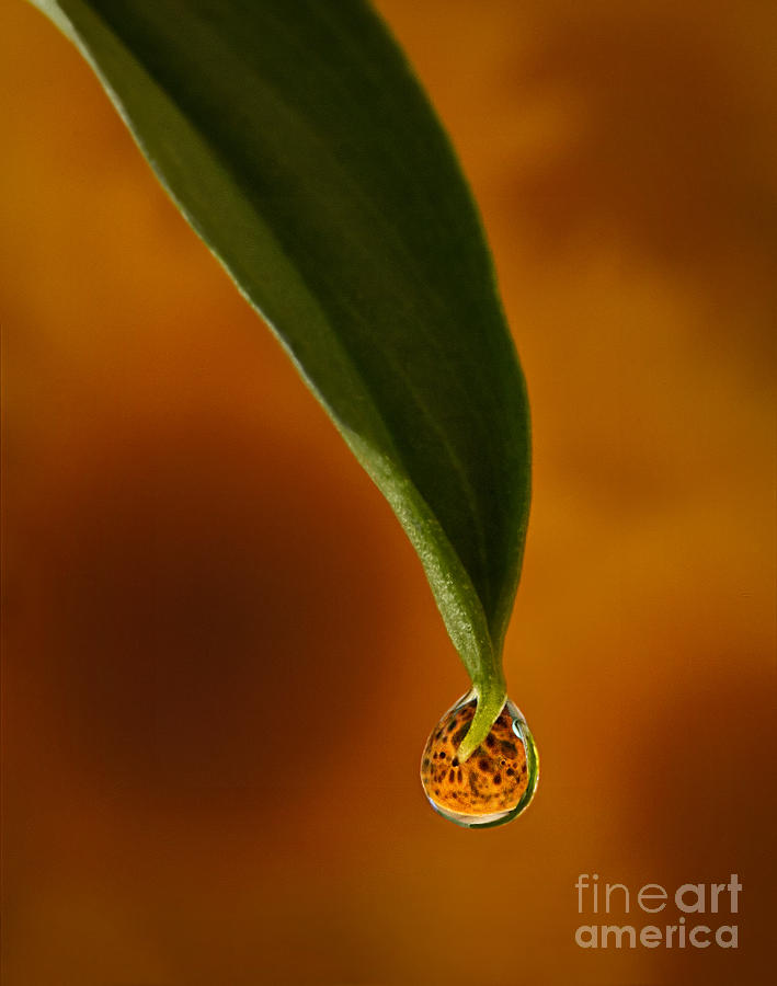 A drop of Sunshine Photograph by Susan Candelario