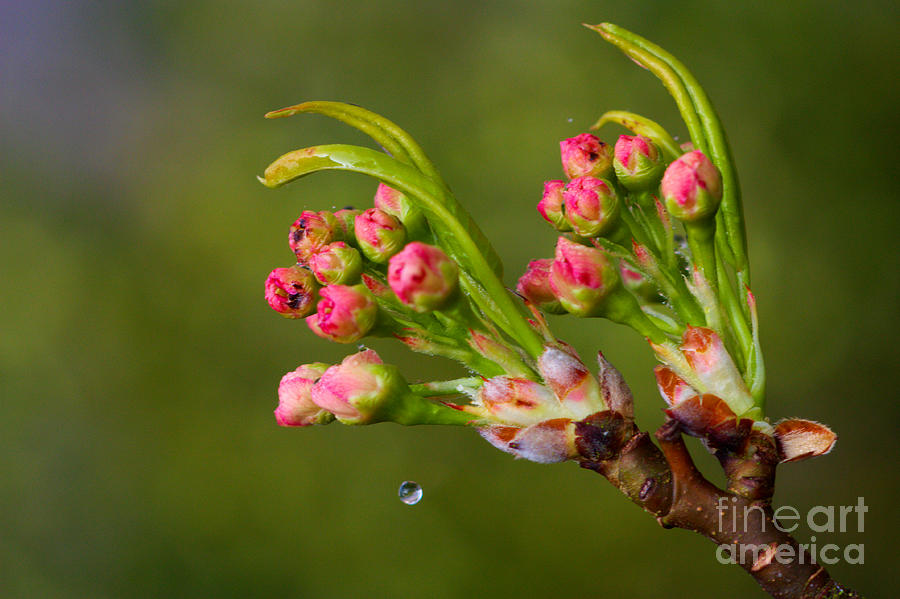 Cherry Blossom and A Drop of Water Photograph by Jeremy Hayden