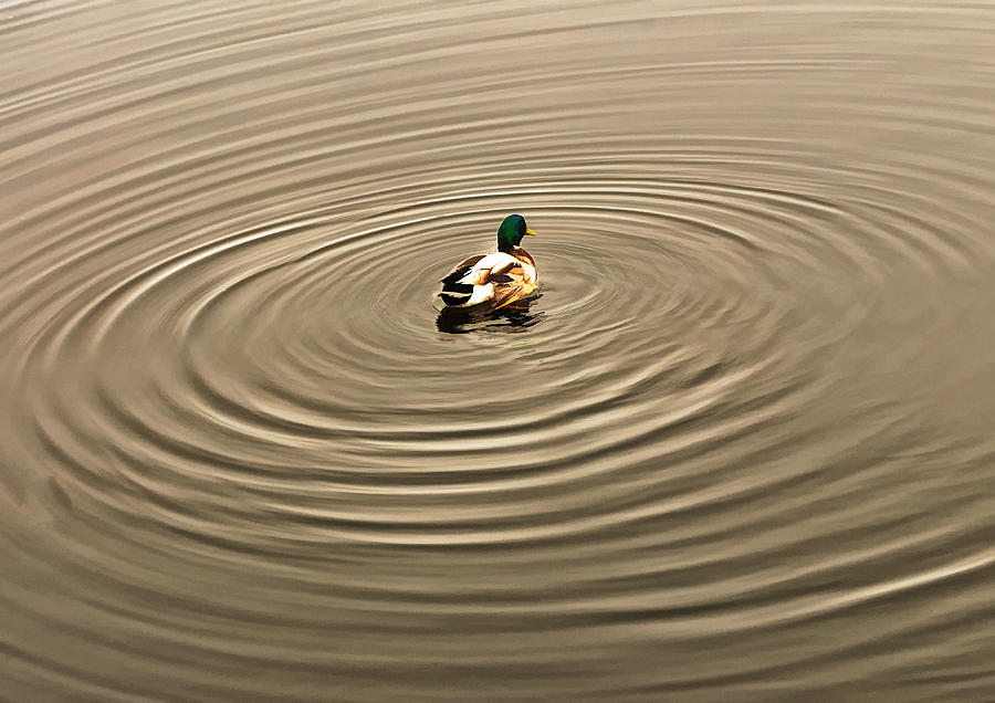 A Duck Making Waves Photograph by Gary Slawsky