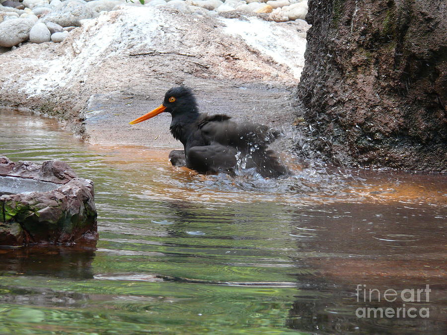 A Duck Splashing Away for Take Off Digital Art by Anthony Morretta
