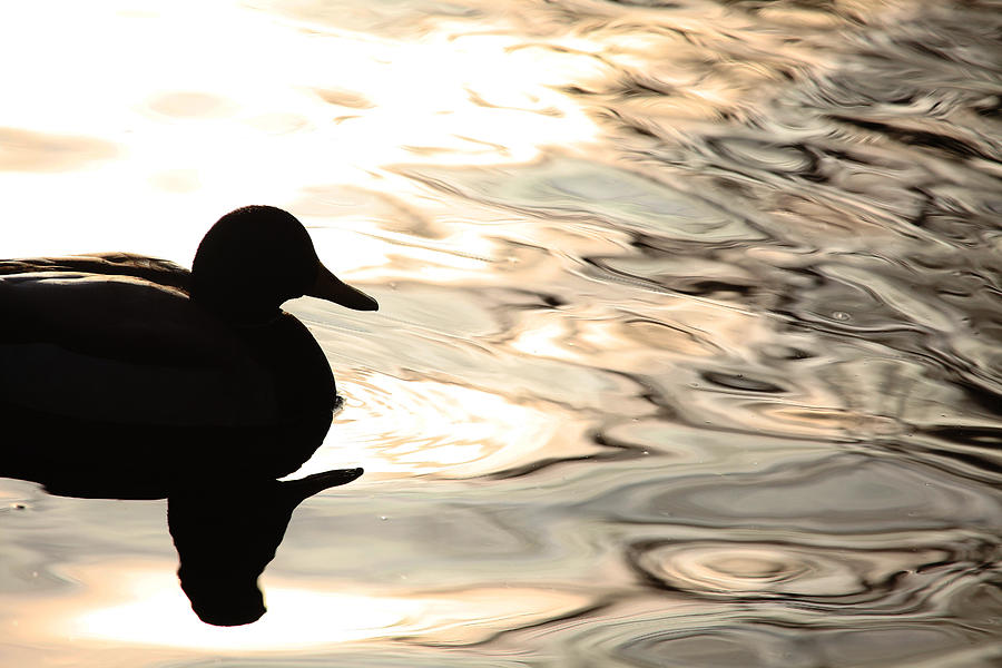 A Ducks Dark Side Photograph by Karol Livote