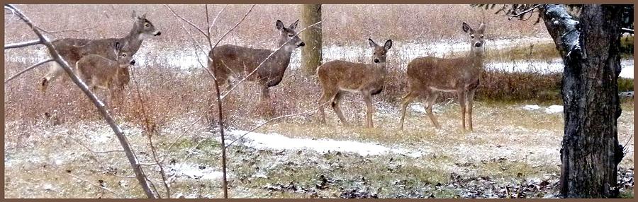 A Dusting On The Deer Photograph by Will Borden
