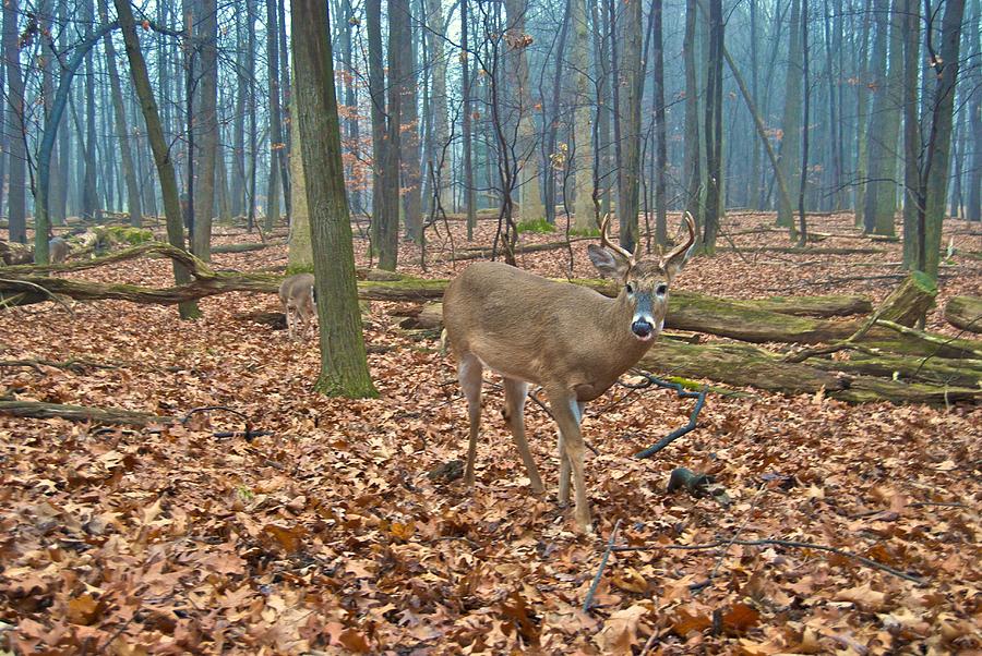 A Eight Point Buck 1256 Photograph by Michael Peychich