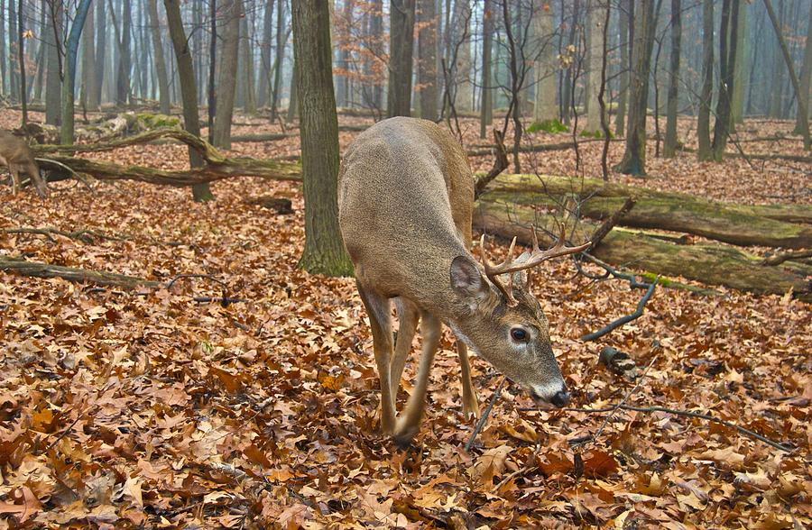 A Eight Point Buck 1261 Photograph by Michael Peychich