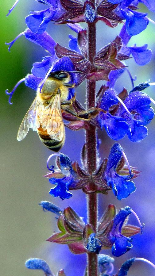 A European Honey Bee and Its Flowers Photograph by Carol Montoya