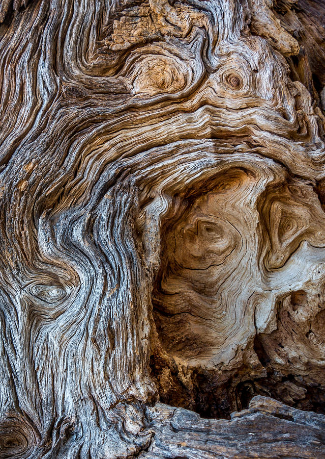 A Face In The Wood Photograph