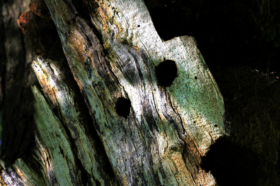 A Face in the Woods Photograph by Jim Vance