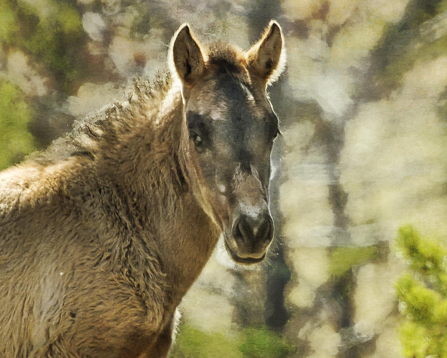 A Face of Many Colors - Pryor Mustangs Photograph by Belinda Greb