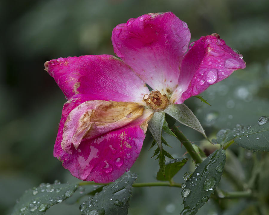 Nature Photograph - A Fading Rose - 4 by Nikolyn McDonald