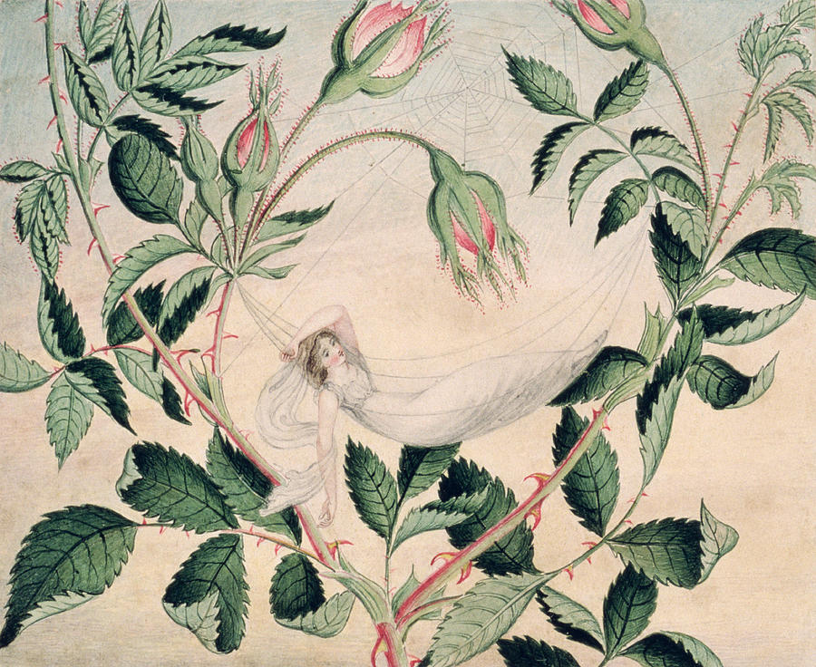 Rose Drawing - A Fairy Resting In A Hammock Spun by Amelia Jane Murray