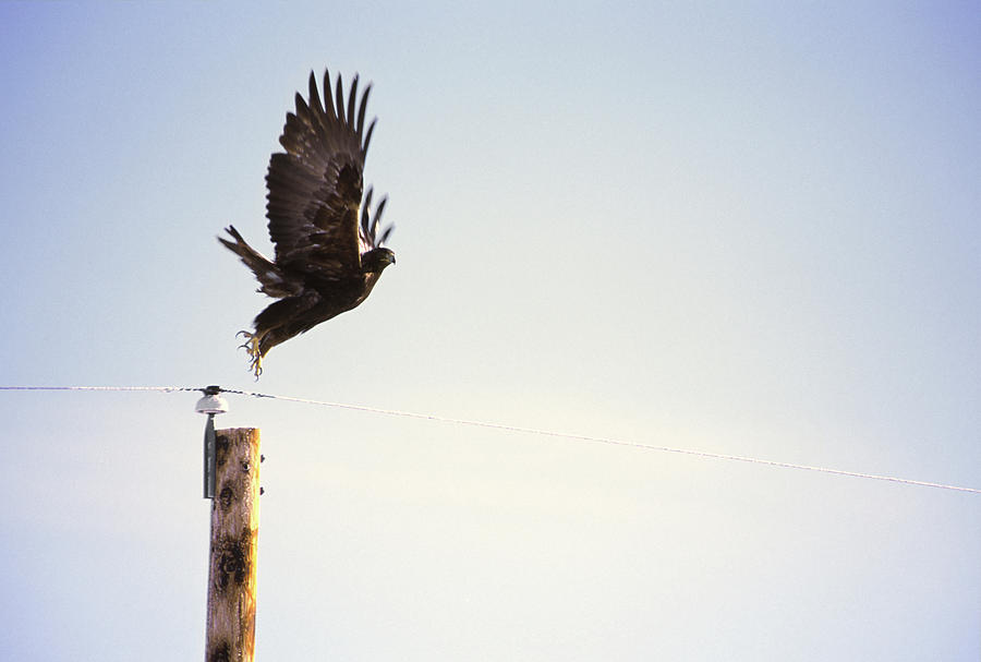 Glacier National Park Photograph - A Falcon Takes To The Air by Heath Korvola