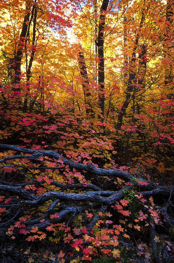 A Fall Forest  Photograph by Saija Lehtonen