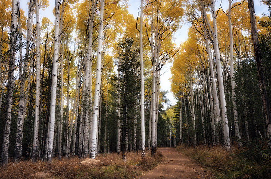 A Fall Path  Photograph by Saija Lehtonen