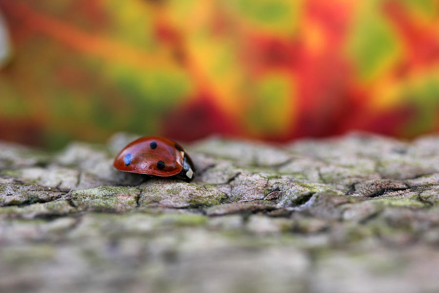 Ladybug Photograph - A Fall Walk 6 by Mary Bedy