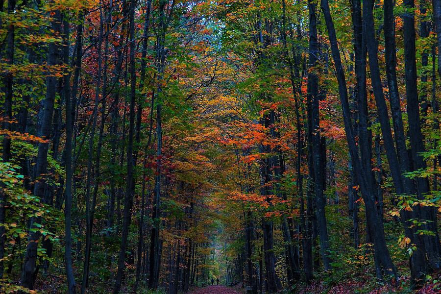 A Fall Walk Photograph by Andrea Galiffi