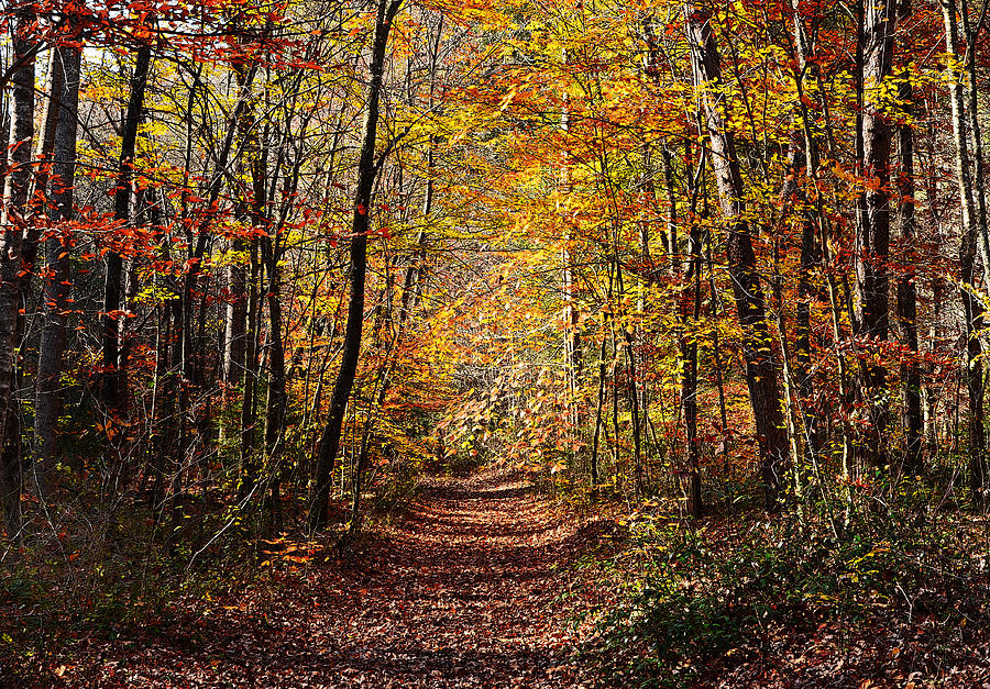 A Fall Walk Photograph by Paul Mashburn