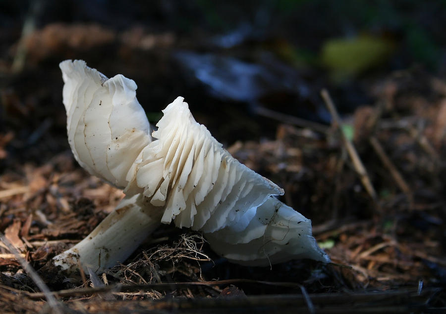 A Fallen Mushroom Photograph by Karen Harrison Brown