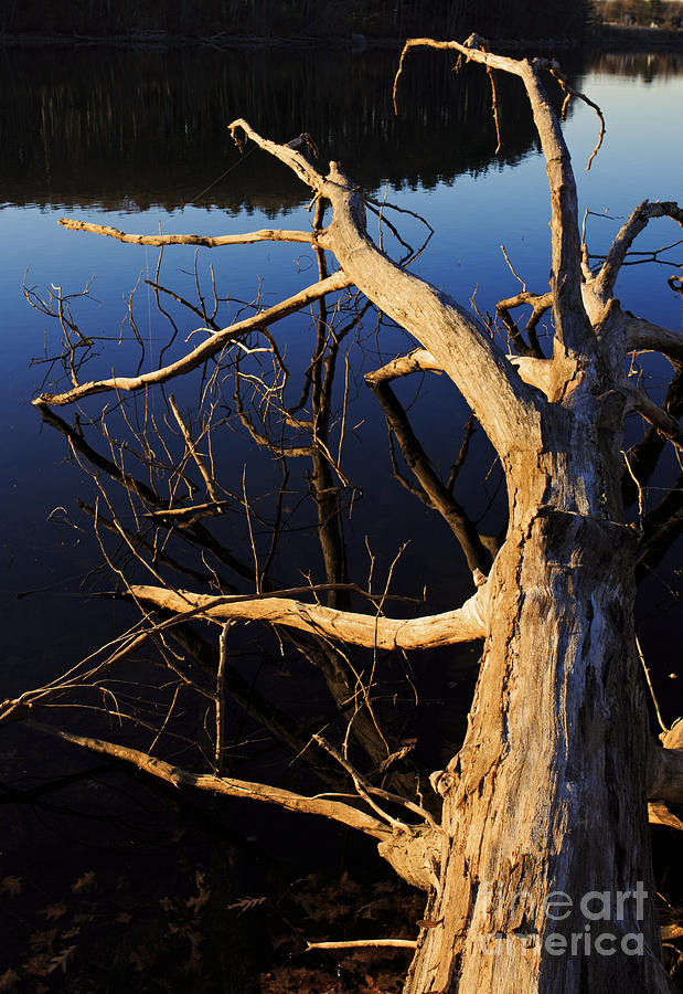 A fallen tree beside a lake at sunset Photograph by Edward Fielding