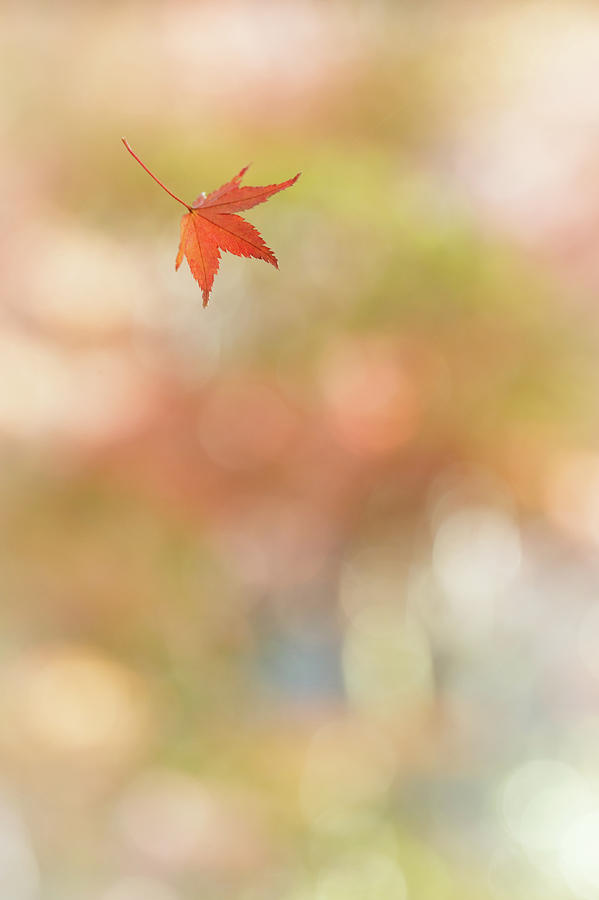 A Falling Leaf Photograph by Nobythai