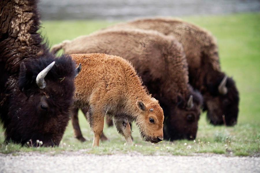 Yellowstone National Park Photograph - A Family Of Bison Graze In Yellowstone by Chris Bennett